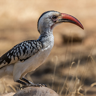 Samburu - Red-billed hornbill